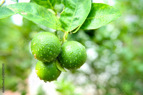 Wallpaper Mural Fresh limes or green lemon on the lime tree with the water spray after rain for fresh feeling. Torontodigital.ca