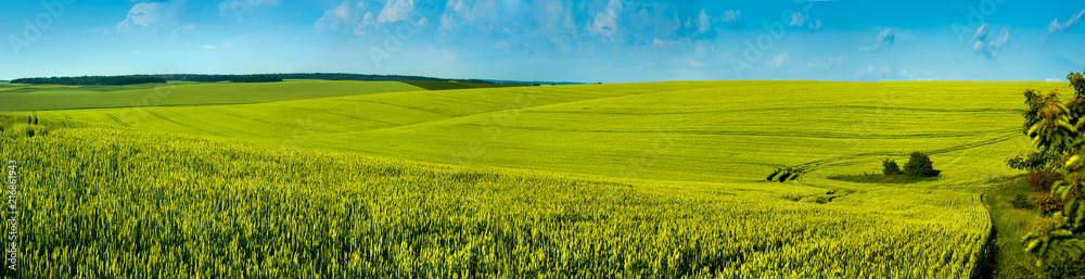 panorama spring green field