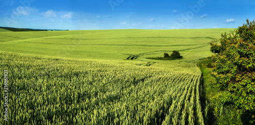 Green wheat field. background. ripening ears of wheat.