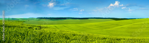 Panoramic view of beautiful yellow-green field hils with blue sky