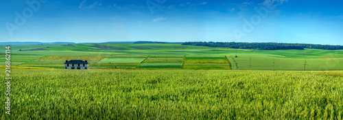 panoramic appearance of paws of fields photo