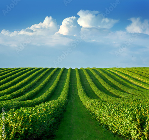 level lines of currants, plantation as a background composition