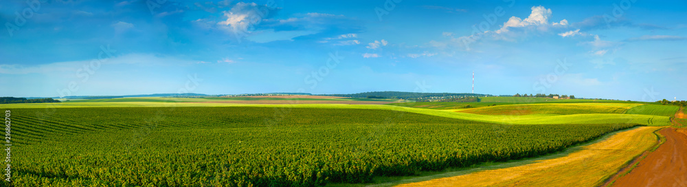 panoramic view of black currant plantations and agricultural lands with road - obrazy, fototapety, plakaty 