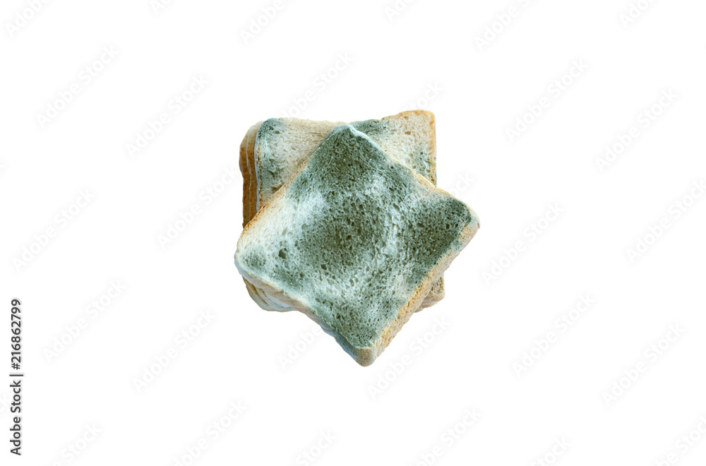 Mold growing rapidly on moldy bread on white background..Scientists modify fungus found on bread into an anti-virus chemical. Mold growing rapidly on moldy bread on white background..Scientists modify fungus found on bread into an anti-virus chemical.