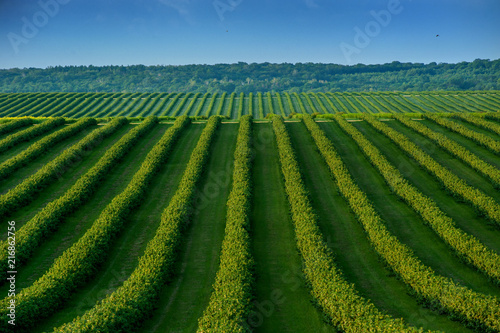 rows of bush currant, fruit plantation