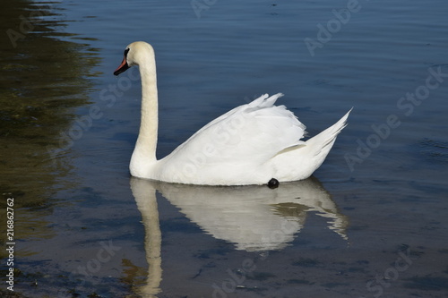 Mute swan (Cygnus olor) photo
