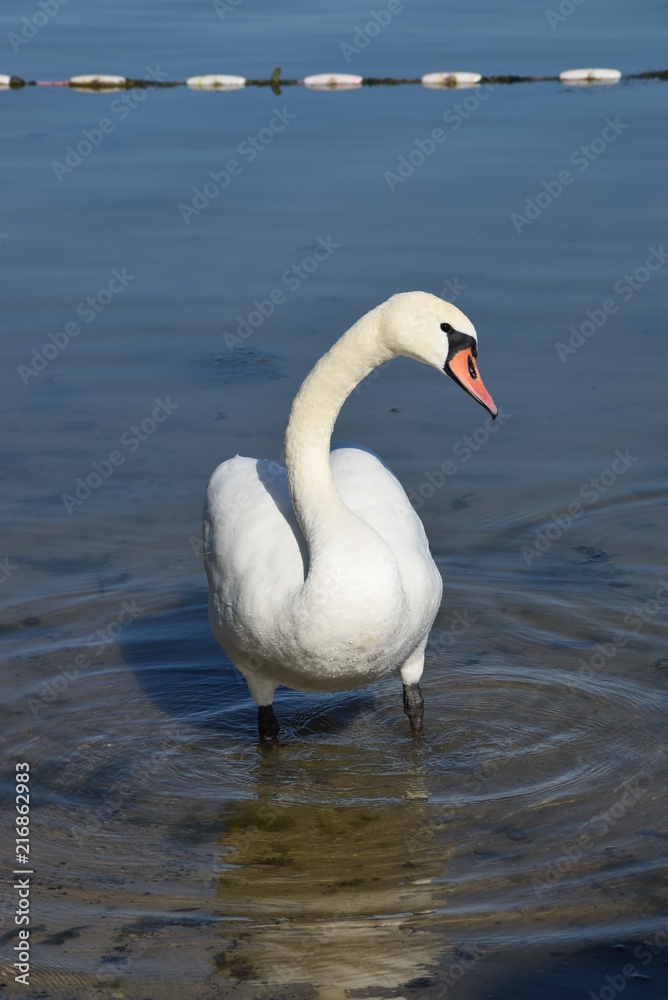 Łabędź niemy - Cygnus olor - na płytkiej wodzie Łabędź niemy - Cygnus olor - na płytkiej wodzie