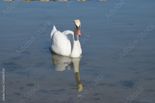   ab  d   niemy Cygnus olor