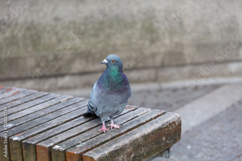 Pigeon on bench © rninov