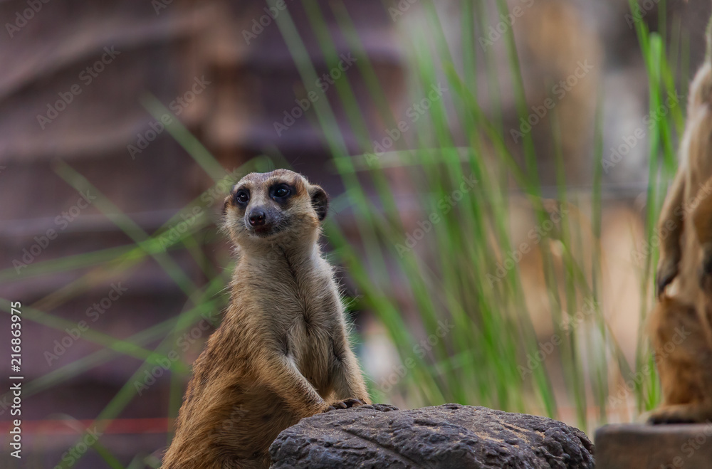 Fototapeta premium Meerkat Small beautiful and lovely mammal 