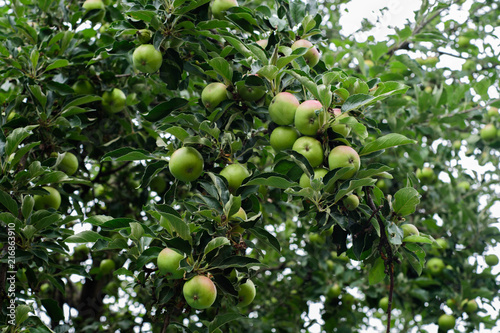 Organic green apples hanging from a tree branch in an apple orchard