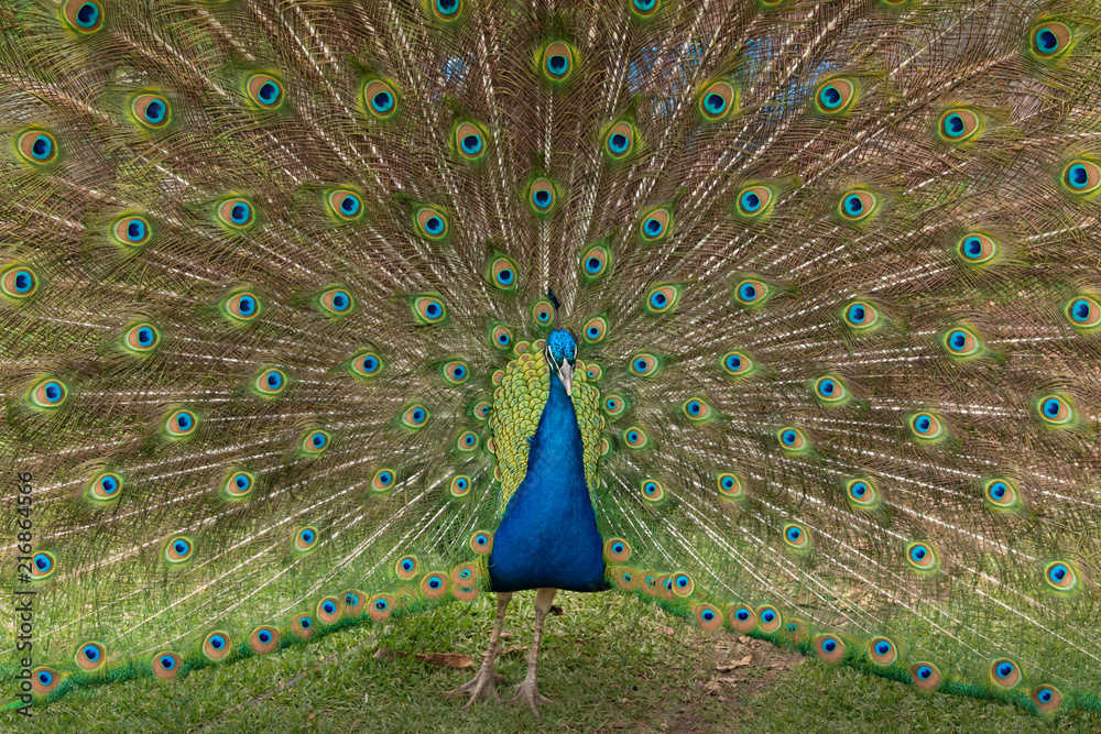 Obraz premium animali selvatici 