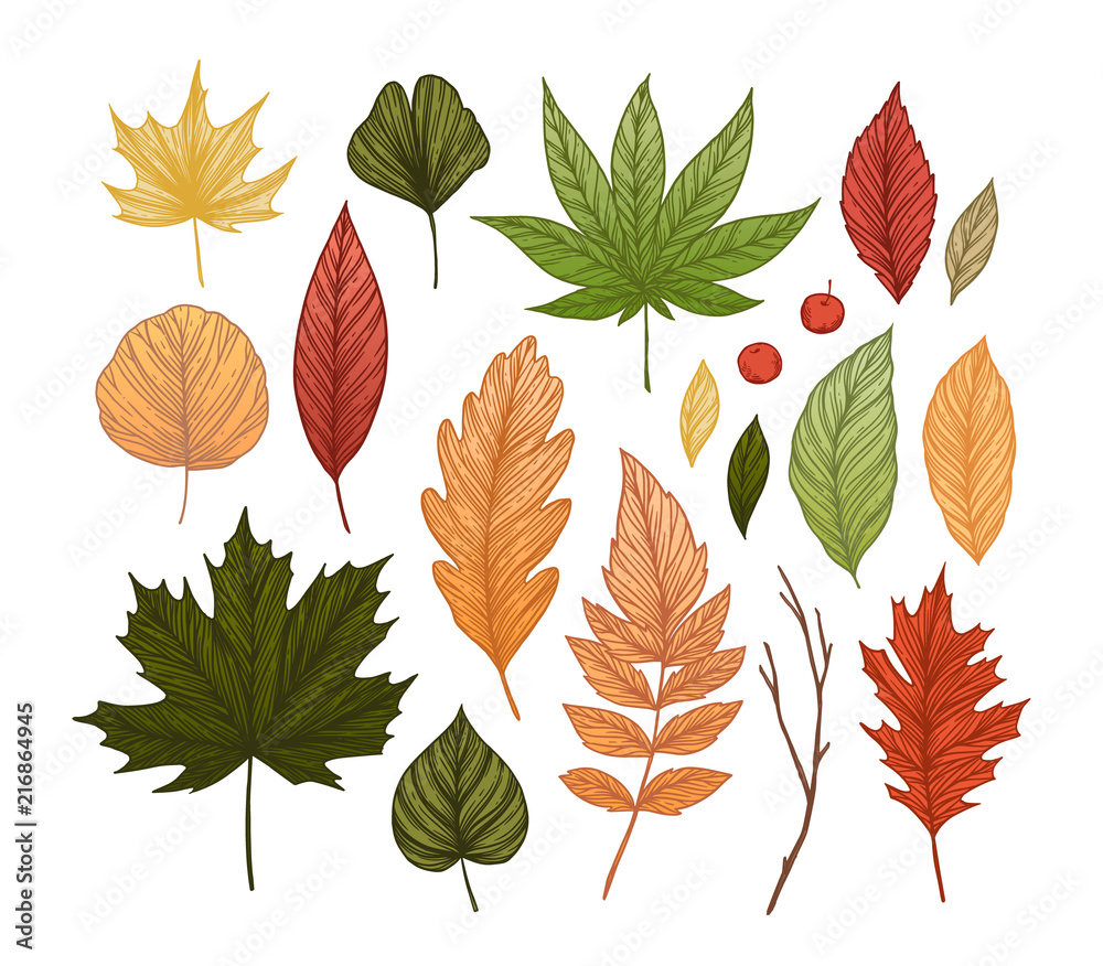 Obraz premium Hand drawn vector illustrations. Set of fall leaves. Forest design elements. Hello Autumn!