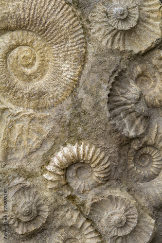 ammonite fossils closeup