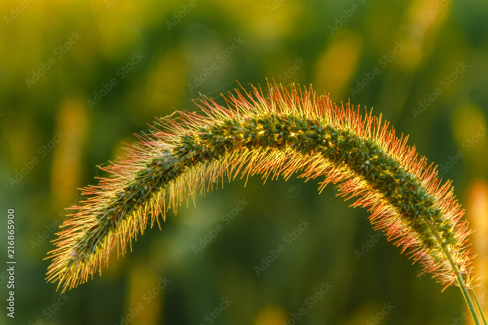 Spikelet of flowering meadow grass Spikelet of flowering meadow grass