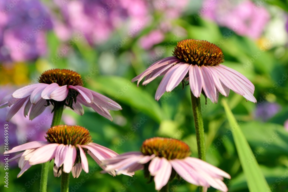 Wonderful flowers of echinacea at the time of flowering in the garden close-up. Wonderful flowers of echinacea at the time of flowering in the garden close-up.