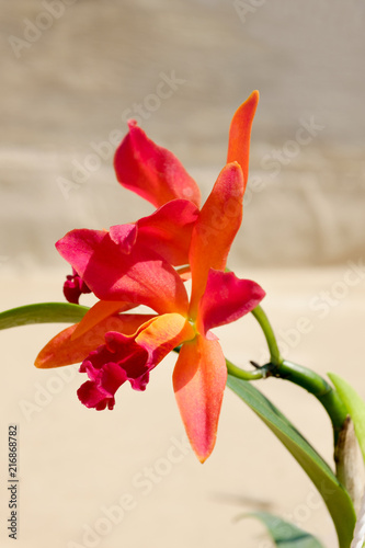 Glamorous orchid Cattleya labiata photo