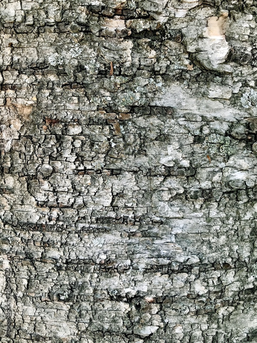 Texture of the bark of a tree

