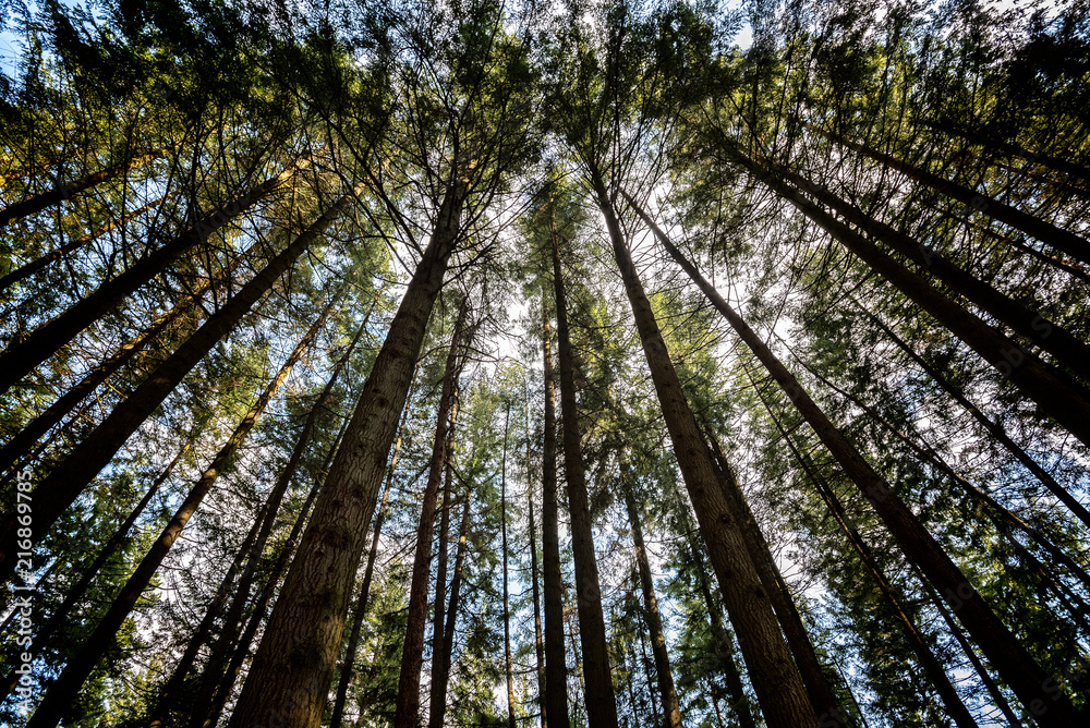 Fototapeta premium Abstract view of lookin up at trees at the end of a summers day