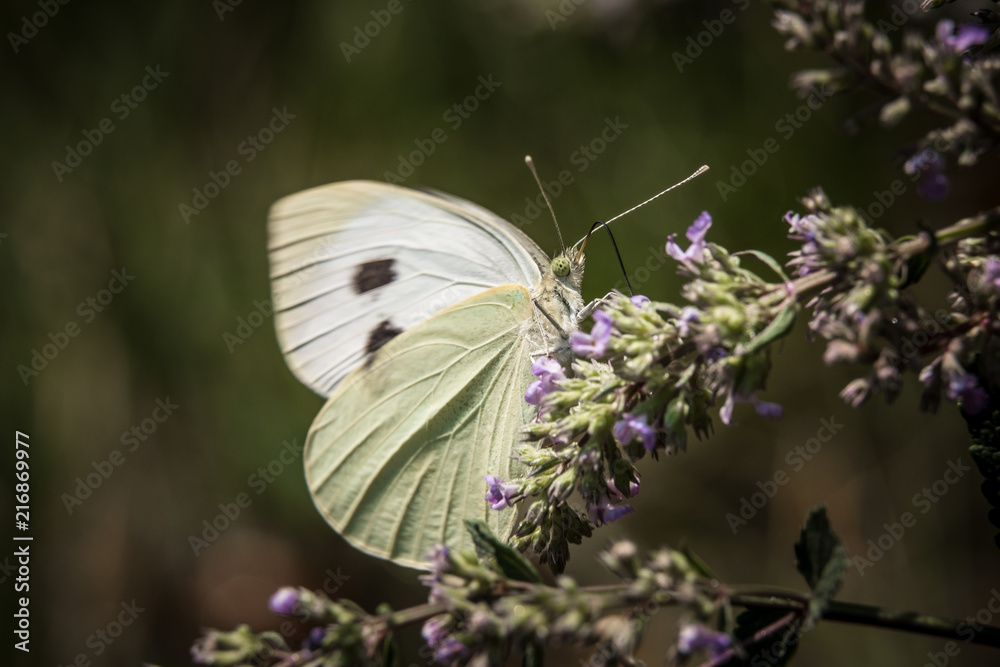 Beautiful butterfly on a blossom flower. Beautiful butterfly on a blossom flower.