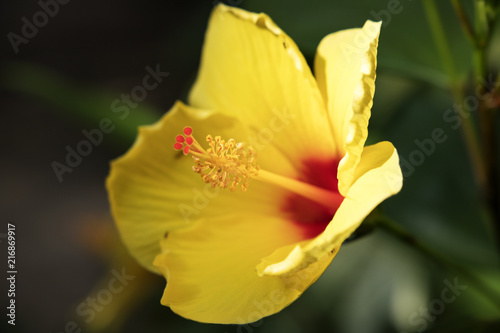 Beautiful yellow and red flower