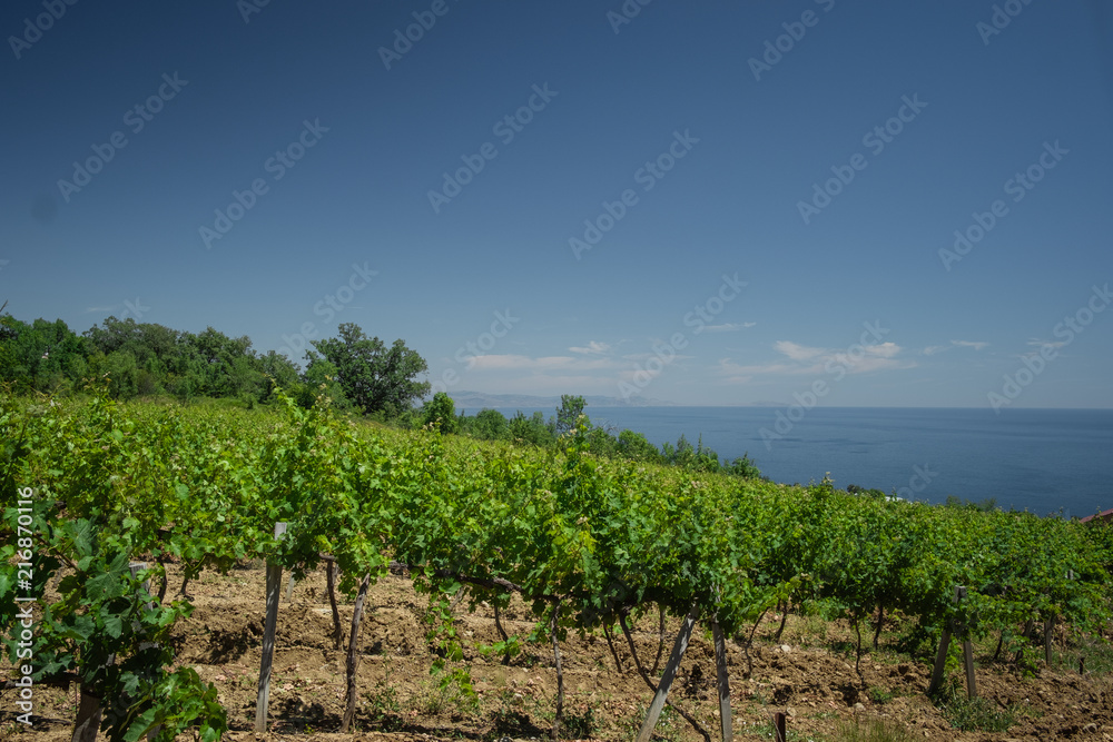 young vineyard on the slopes of the sea