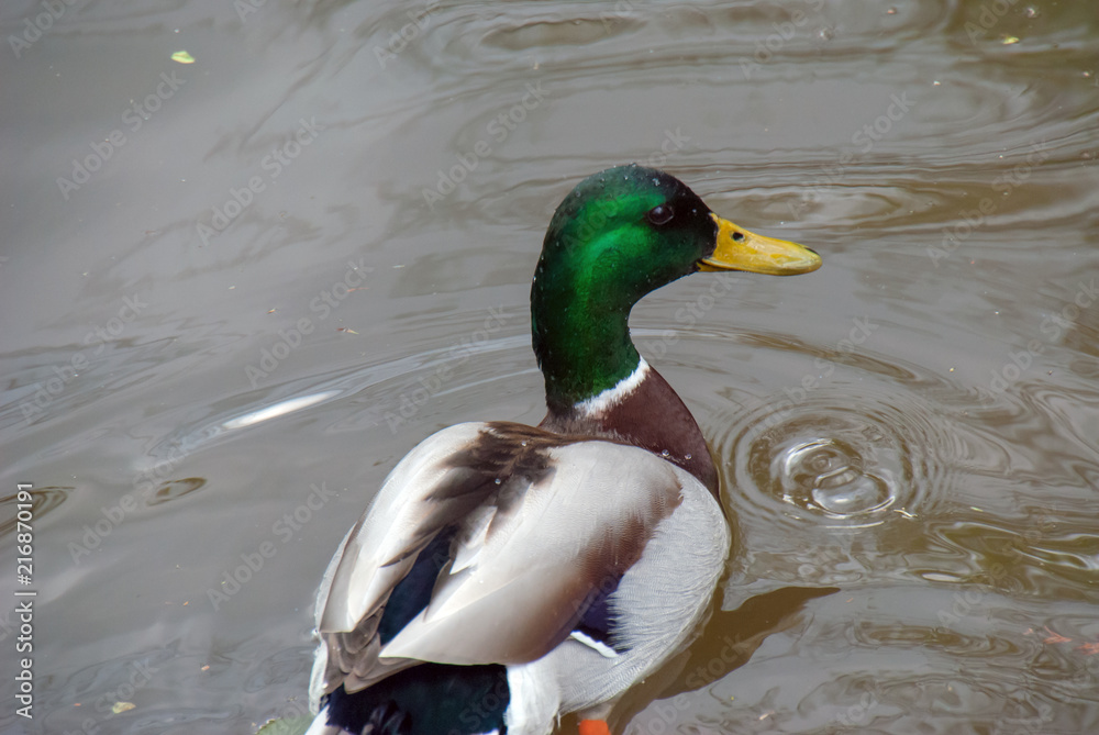 Obraz premium Male duck with its typical emerald green head swimming on a pond
