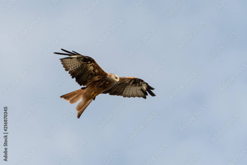 Fototapeta premium Mäusebussard am Himmel 