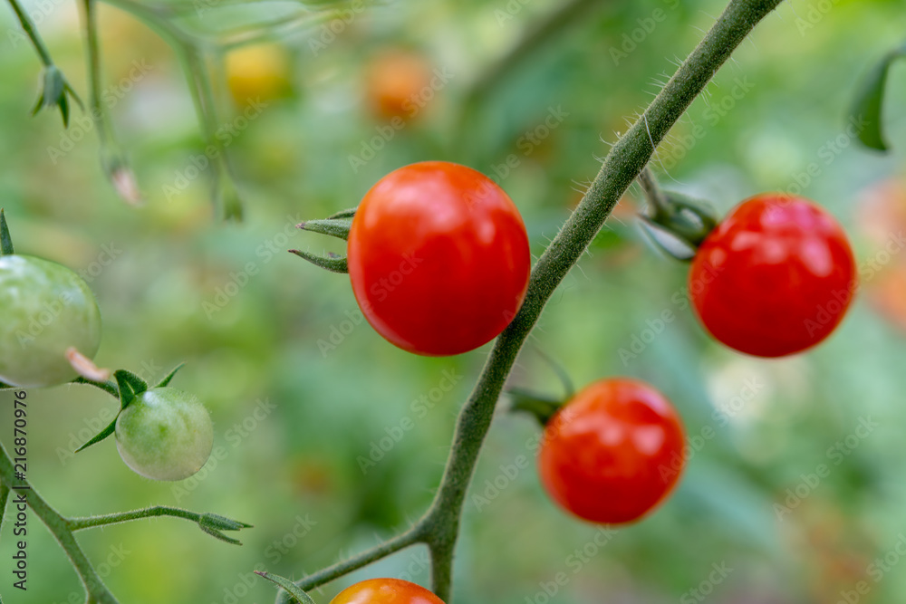 Obraz premium Tomaten