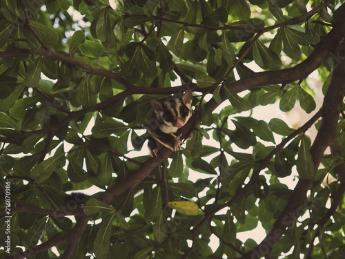 Cute Sugar Glider is playing on the tree.