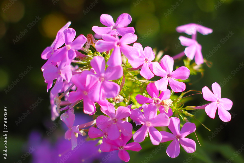 little pink flowers