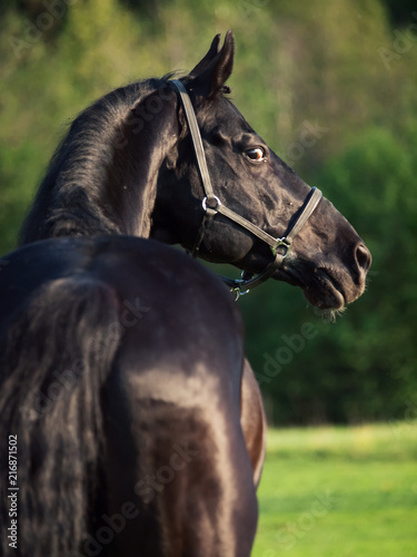 Portrait of  beautiful black breed stallion . back view. summer