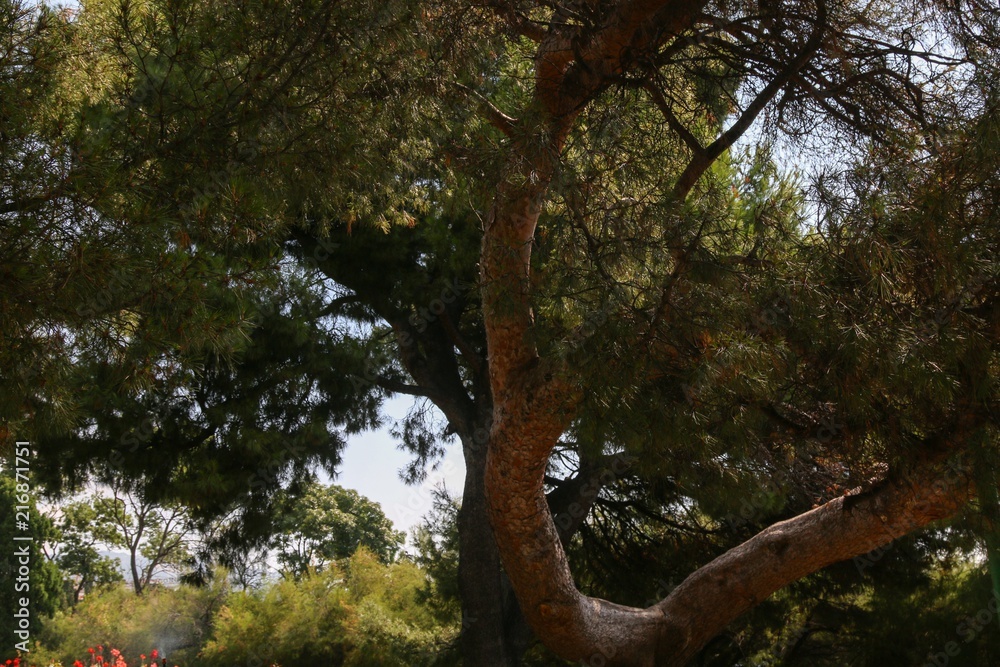 Fototapeta premium Pine in the park