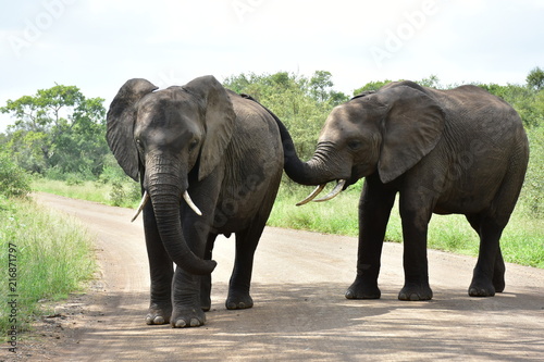 elephants in african landscape South Africa