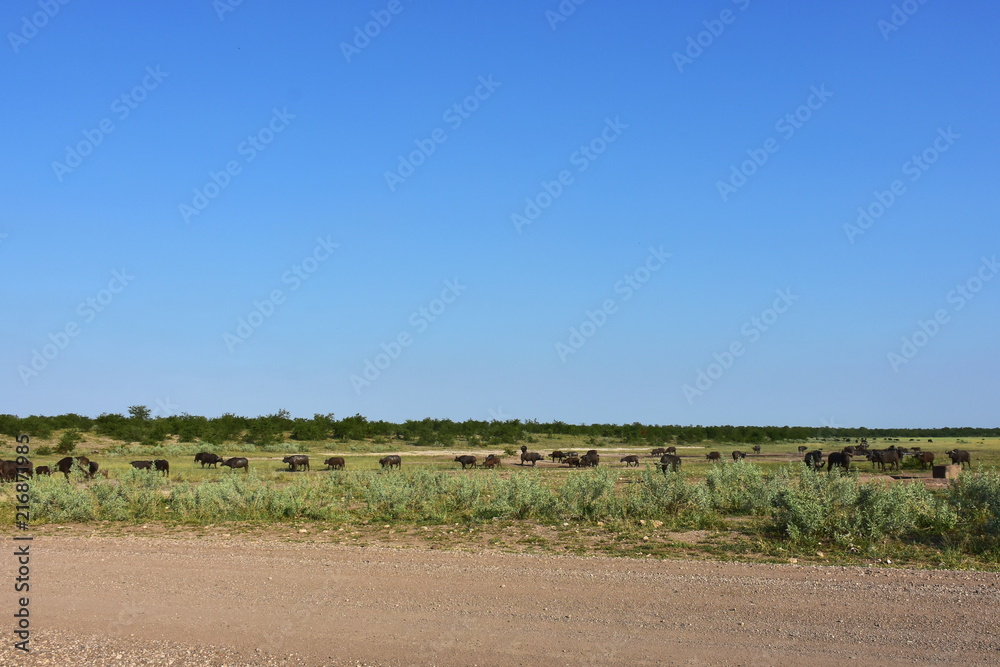 buffalo in african ladscape,South Africa