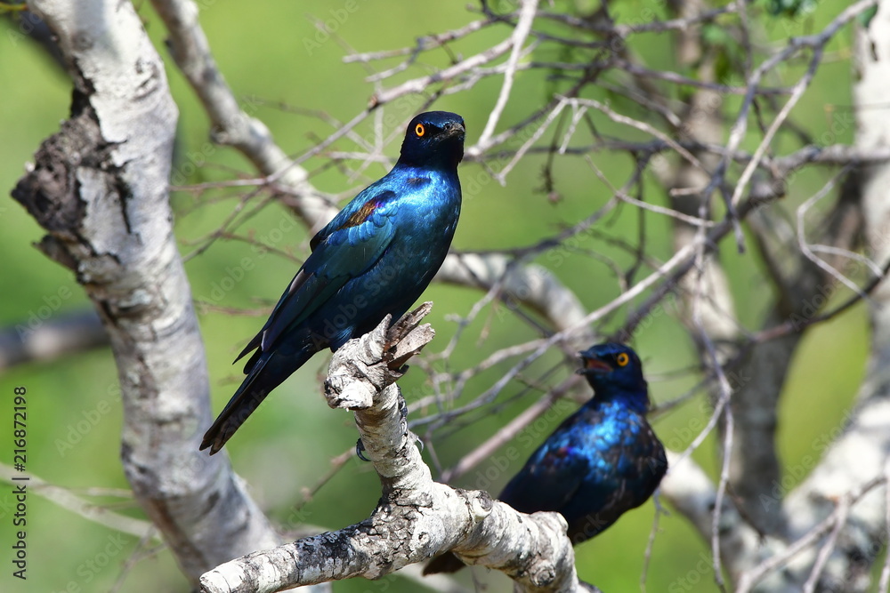 Cape Glossy Starling in Kruger National park in South Africa Cape Glossy Starling in Kruger National park in South Africa