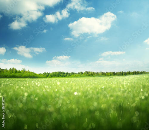morning wet grass and perfect sky