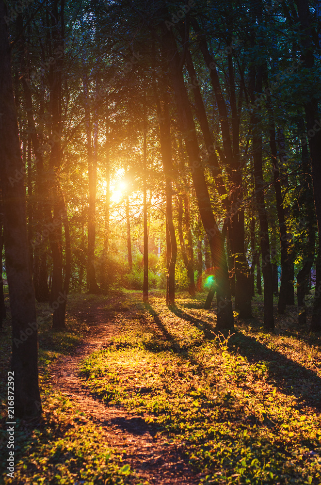 Summer forest sunset scenic view with sun among trees