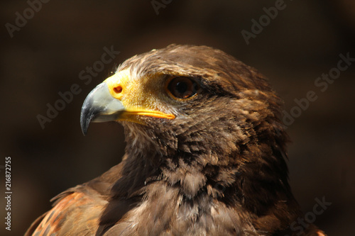 portrait d'un aigle royal