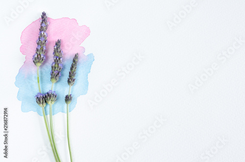 Fototapeta Naklejka Na Ścianę i Meble -  Lavender flowers over watercolor and white background.