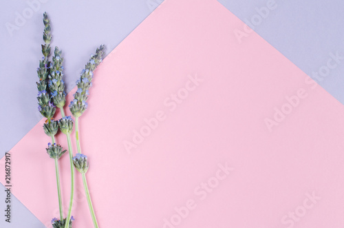 Fototapeta Naklejka Na Ścianę i Meble -  Lavender flowers over watercolor and white background.