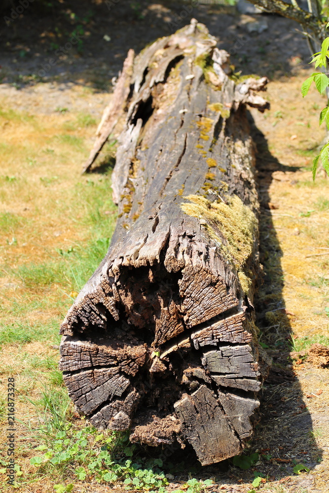 Fototapeta premium Tree trunk lying weathered with moss