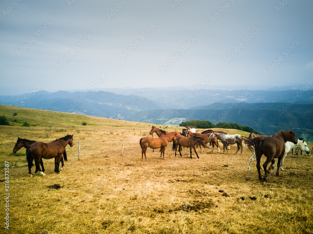 Obraz premium Cavalli al pascol in alta montagna