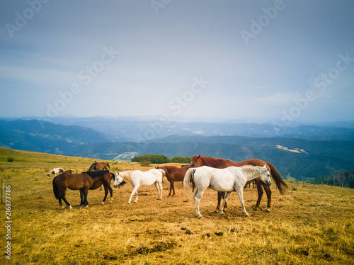 Cavalli al pascol in alta montagna
