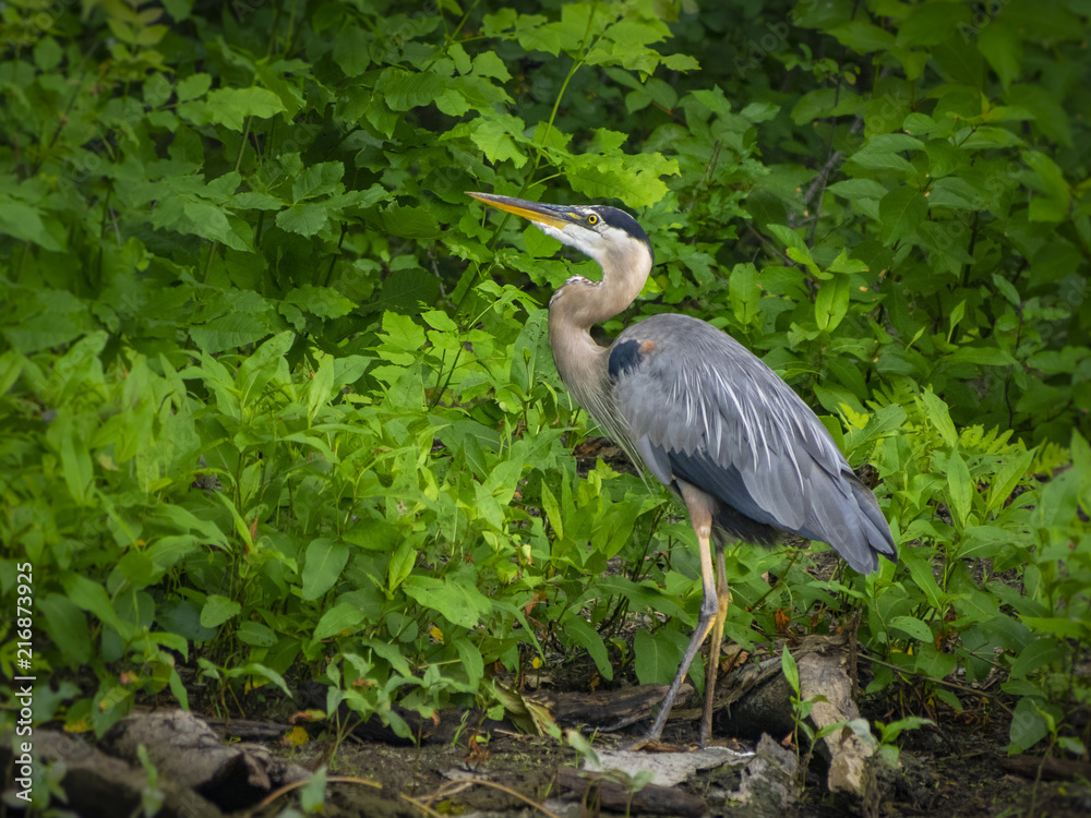 Great Blue Heron fishing Great Blue Heron fishing