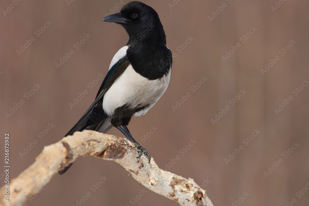 Eurasian magpie sits on a dry branch of oak in a natural habitat. Eurasian magpie sits on a dry branch of oak in a natural habitat.