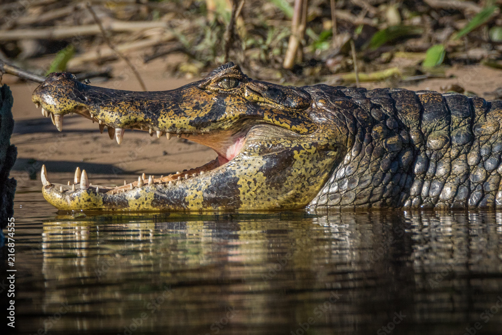 Fototapeta premium Jacaré do Pantanal / South America Caiman (Caiman yacare)
