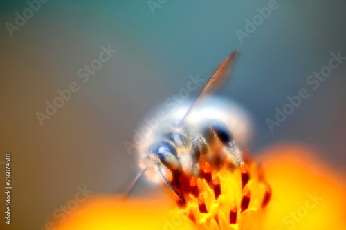 Пчела на цветке
