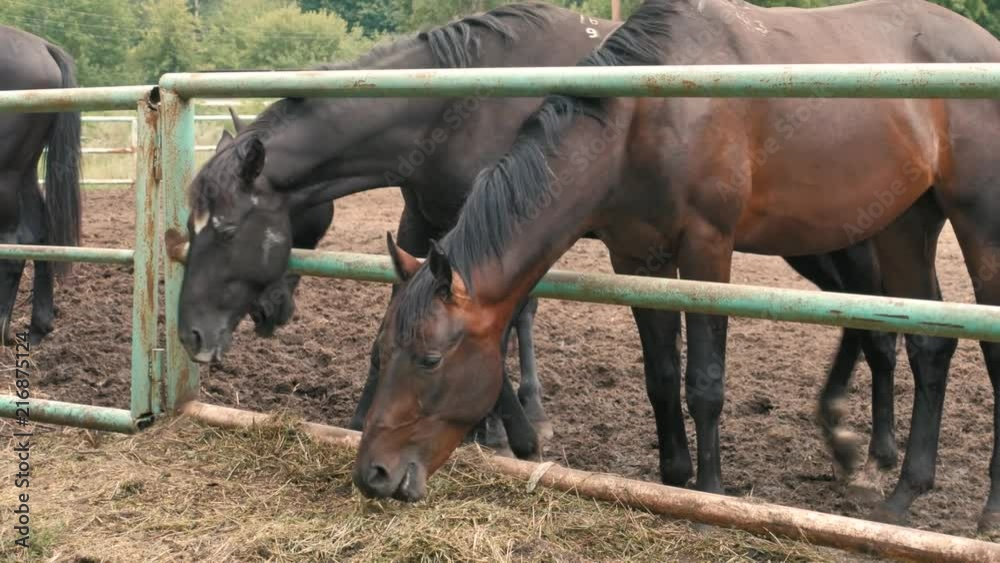 Beautiful horses eat hay behind the hedge of a horse paddock, breeding