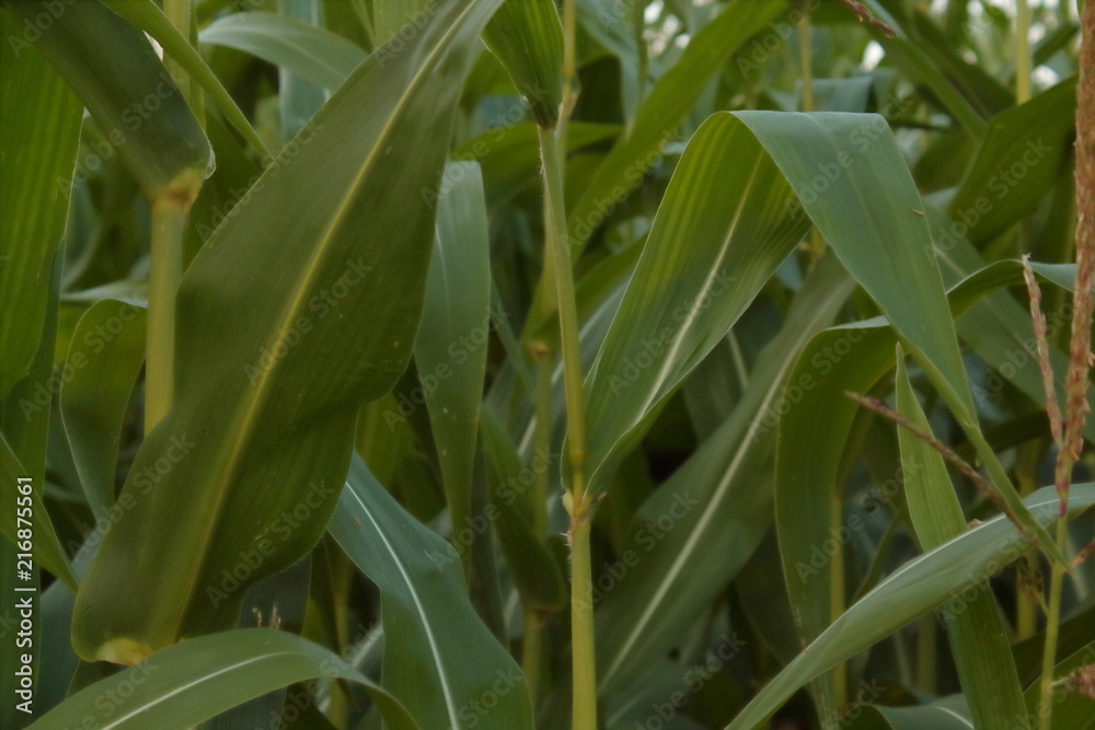 Obraz premium Maisfeld